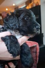 Cockapoo pup teefje, Parvo, Overige rassen, 8 tot 15 weken, Teef