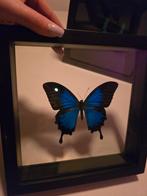 Vlinder in lijst, Bijen