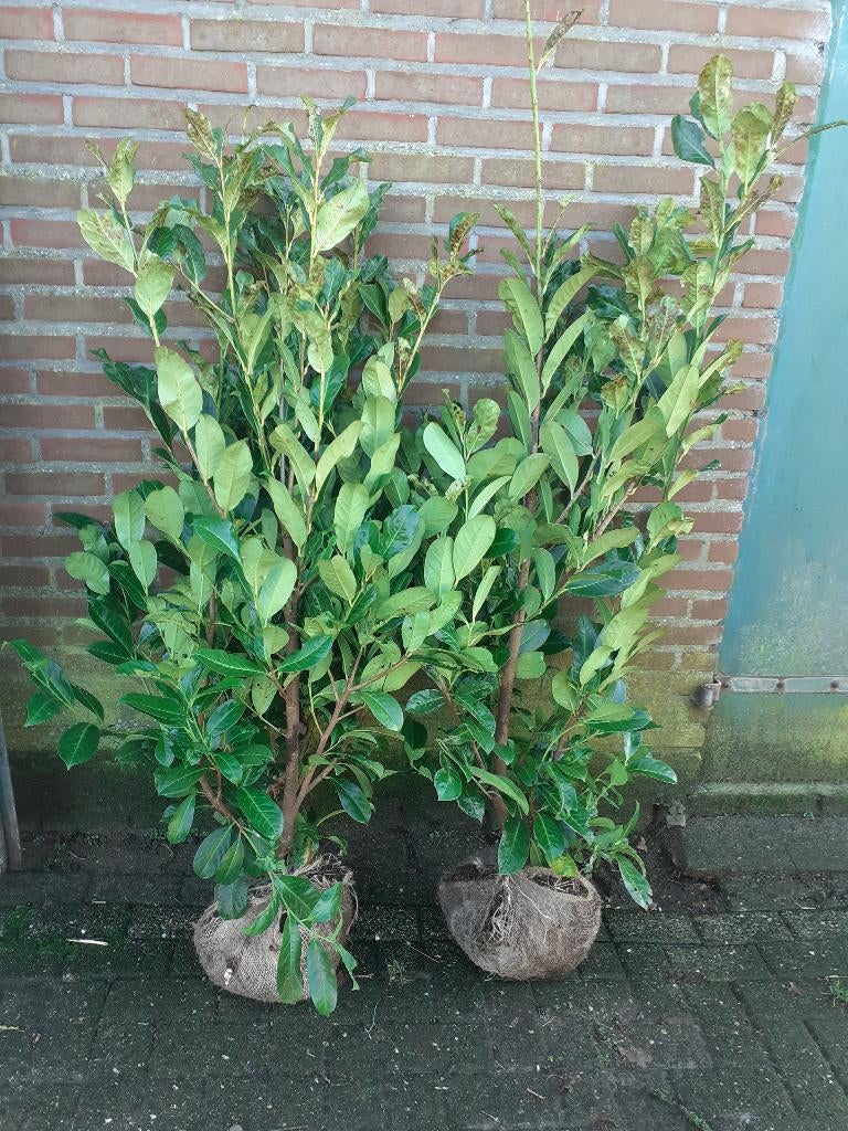 laurier | taxus | coniferen | Hortensia's., Tuin en Terras, Ophalen, Laurier, Struik, 100 tot 250 cm