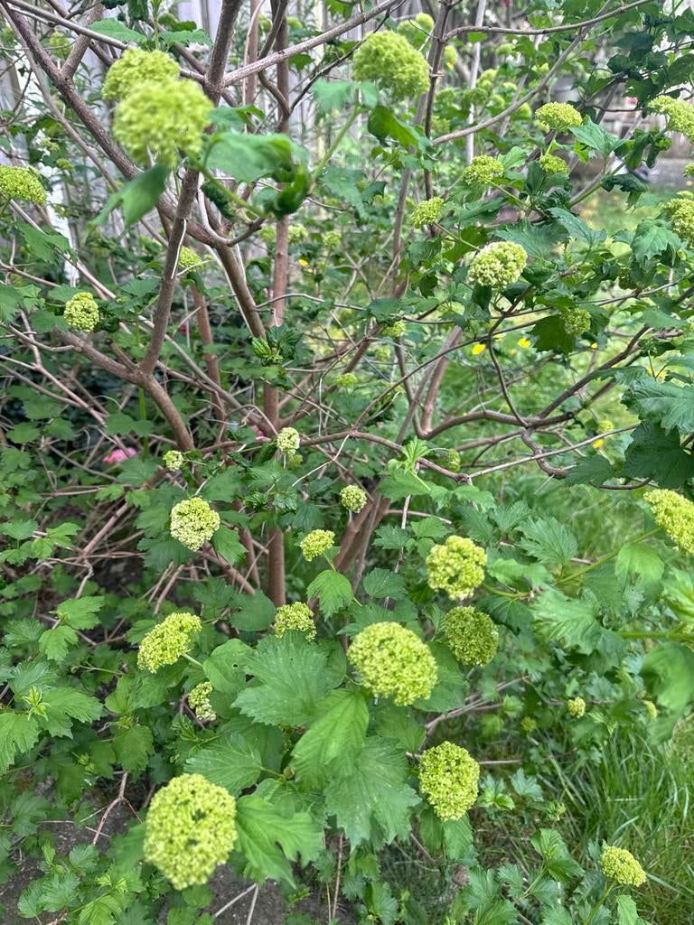 Gelderse roos - struik met witte ronde bloemen, Tuin en Terras, Planten | Tuinplanten, Volle zon, Vaste plant, Lente, Ophalen