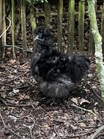 Gitzwarte USA zijdehoender haan zijdekrul, Mannelijk, Kip