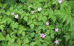 Robertskruid (Geranium robertianum) inheemse ooievaarsbek, Tuin en Terras, Planten | Tuinplanten, Ophalen of Verzenden, Overige soorten