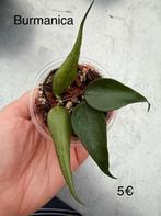 Hoya pakket 1, Huis en Inrichting, Verzenden, Halfschaduw, Minder dan 100 cm