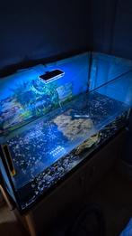 muskusschildpad met bak goed tehuis gezocht, Dieren en Toebehoren, Schildpad, 0 tot 2 jaar