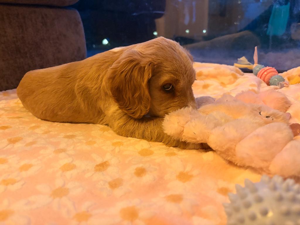 cocker spaniel pup, Dieren en Toebehoren, België, Particulier, 8 tot 15 weken, Teef