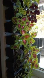 Kleurrijke Coleus Planten - Diverse Variëteiten, Ophalen
