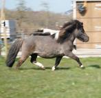 Nmprs bonte Grullo merrie, Dieren en Toebehoren, Pony's, Merrie, A pony (tot 1.17m)