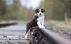 Border collie reutjes (fci stamboom), Dieren en Toebehoren, Parvo, Reu, 8 tot 15 weken, Collie