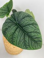 Alocasia Melo Knollen, Huis en Inrichting, Kamerplanten, Ophalen of Verzenden, Halfschaduw, Minder dan 100 cm