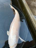 Koi 50-60 cm, Karper of Koi