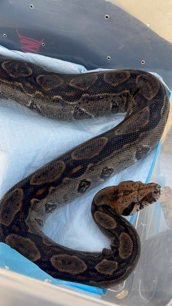 0.1 Boa Imperator Het Leopard 2018, Slang, 3 tot 6 jaar