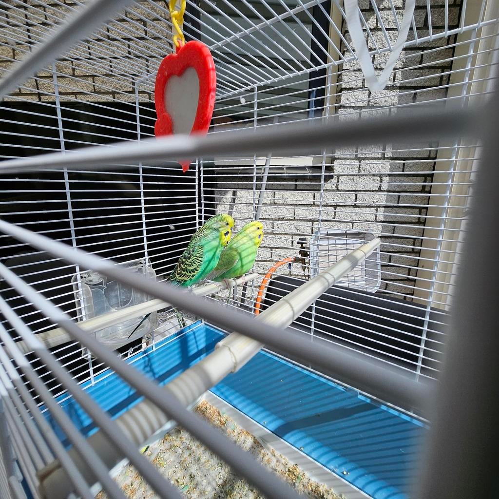 Kooi met 2 parkieten, Dieren en Toebehoren, Vogels | Parkieten en Papegaaien