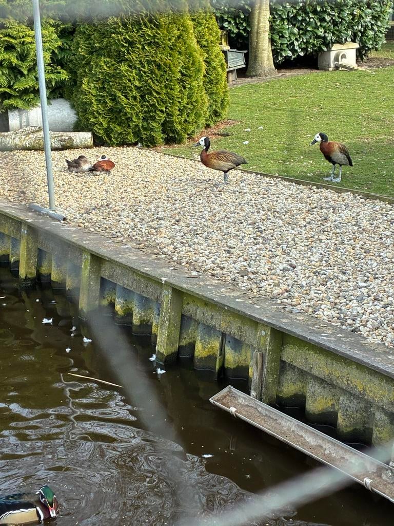 Witwang boomeend Man van 2025, April, Mannelijk