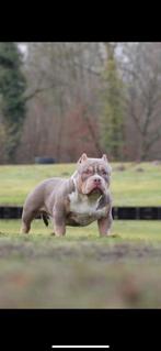 Dekreu top bloed, Dieren en Toebehoren, Honden | Dekreuen, 15 weken tot 1 jaar, Reu, Parvo, Eén hond