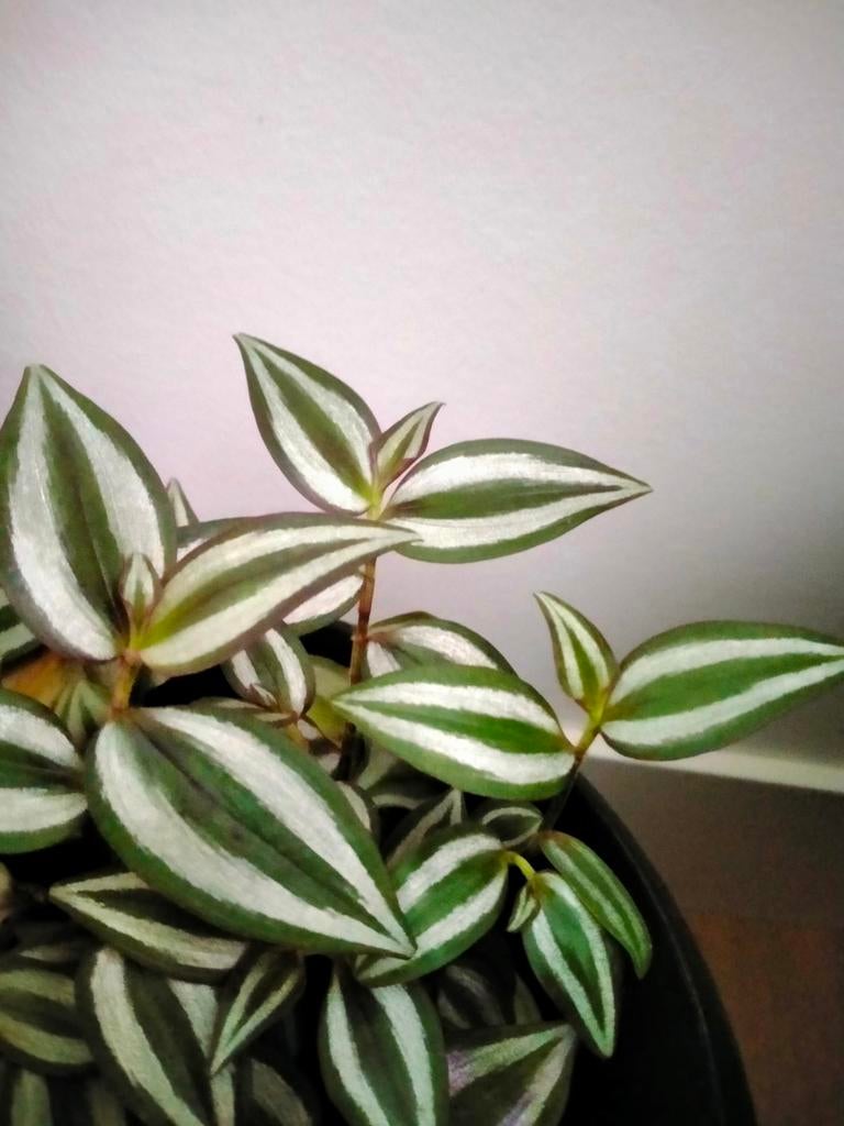 Prachtige plant in pot, Huis en Inrichting, Kamerplanten, Ophalen of Verzenden, In pot, Halfschaduw, Minder dan 100 cm