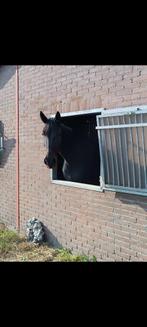 Lieve grote draver voor een 6****** huisje, Ruin, Recreatiepaard