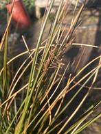 Pitrus grasbiezen grote pollen, Ophalen, Minder dan 100 cm, Overige soorten