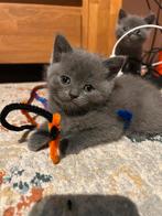 Britse Korthaar . Prettige 1 mannetje, Dieren en Toebehoren, Poes