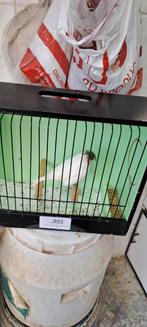 Glosters, Mannelijk, Postuurkanarie