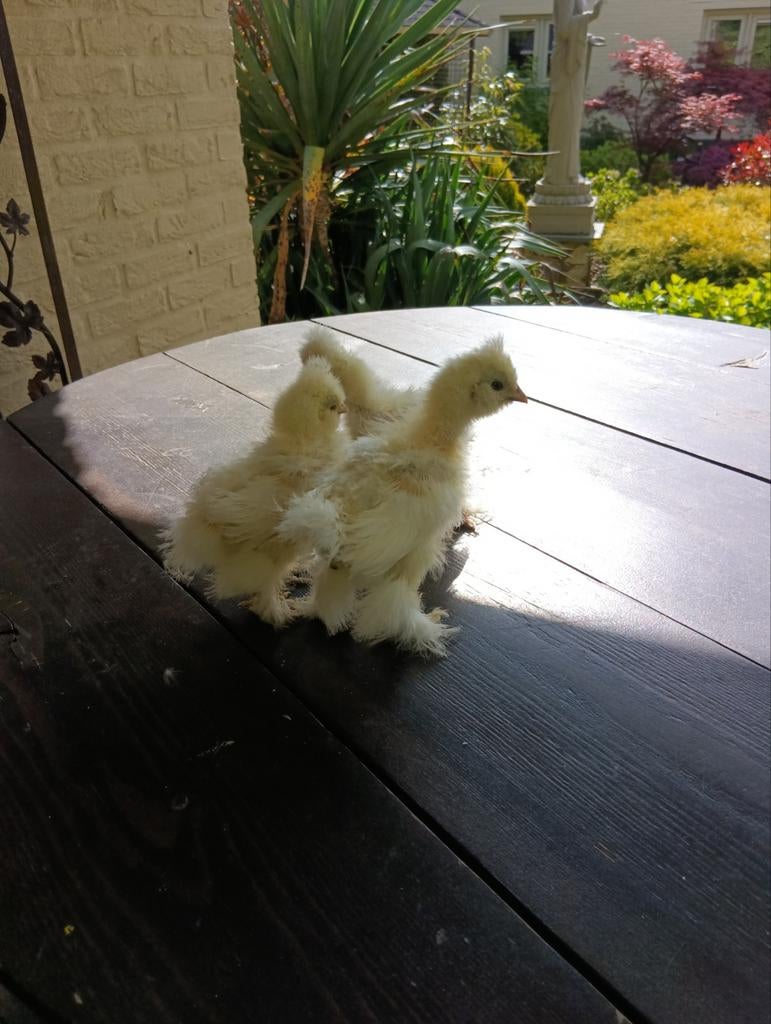 USA zijdehoender, Geslacht onbekend, Kip