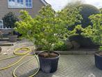 Acer palmatum yatsubusa mikawa japanse esdoorn, Halfschaduw, Overige soorten, Lente, Minder dan 100 cm