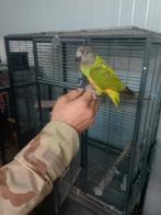 Bonte boeren, Meerdere dieren, Papegaai, Tam