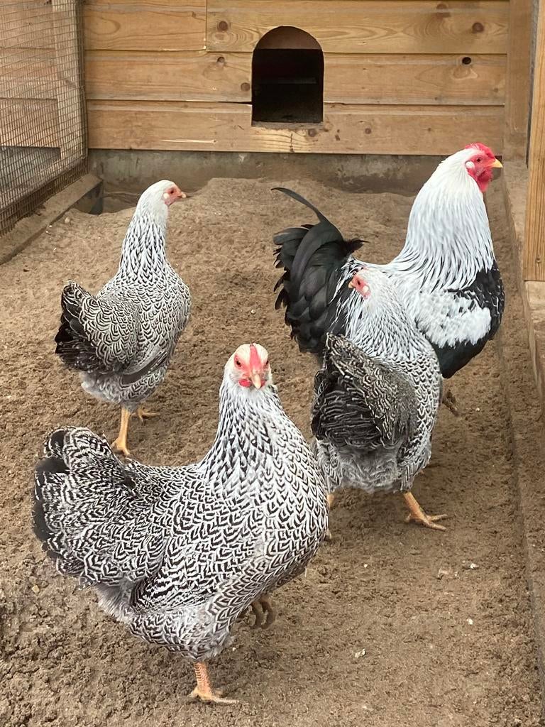 Broedeieren Zilver patrijs Wyandotte kriel, Dieren en Toebehoren, Pluimvee, Geslacht onbekend, Kip
