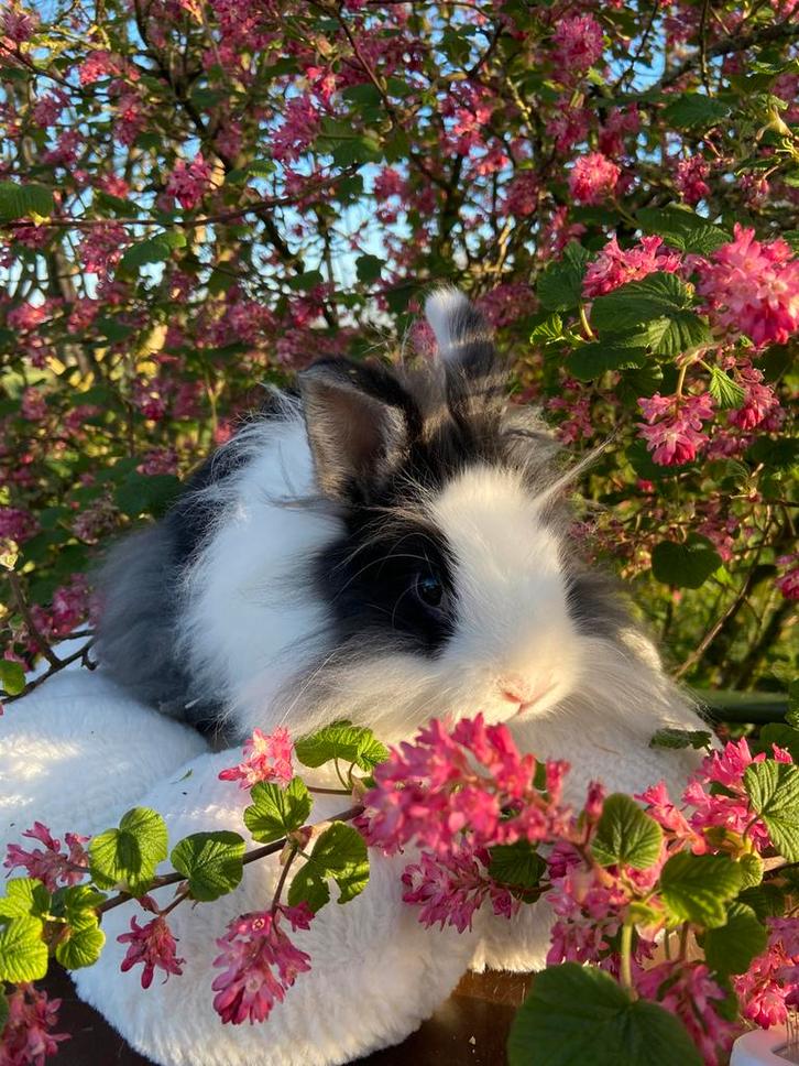 Lief tam rammetje konijn te koop!, Dieren en Toebehoren, Konijnen, Dwerg, Mannelijk, 0 tot 2 jaar