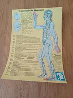 Poster Symptomatische Akupunten, Rechthoekig Staand, Ophalen of Verzenden, Zo goed als nieuw, A1 t/m A3