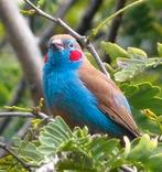 ben op zoek naar een koppel roodwang blauwfazantjes, Meerdere dieren, Tropenvogel, Geringd