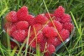 Fruitbomen, struiken en bijzondere eetbare planten, Ophalen, Minder dan 100 cm, Lente, Overige soorten