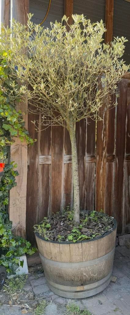 Olijfboom in houten wijnvat olijf, Tuin en Terras, Ophalen of Verzenden, Volle zon, Overige soorten, 100 tot 250 cm