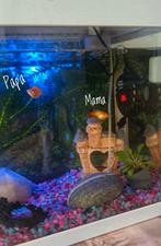 Ballon Molly visjes, Vis, Zoetwatervis