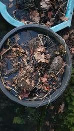 Waterlelie, Ophalen of Verzenden