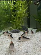 Corydoras Adolfoi, Vis