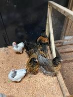 Mooie orpington hennen, Dieren en Toebehoren, Pluimvee, Vrouwelijk, Kip