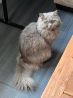 Britse langhaar poes, Poes, Gechipt, 3 tot 5 jaar