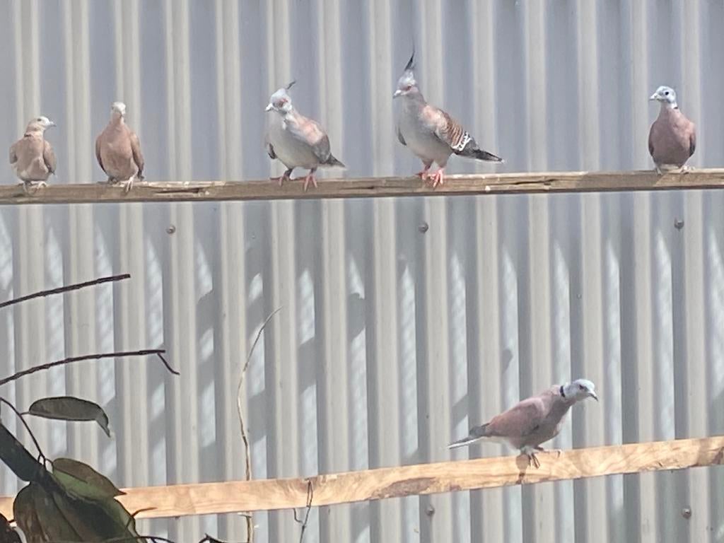 Te koop 1-1 birmatortel, Meerdere dieren, Tortelduif
