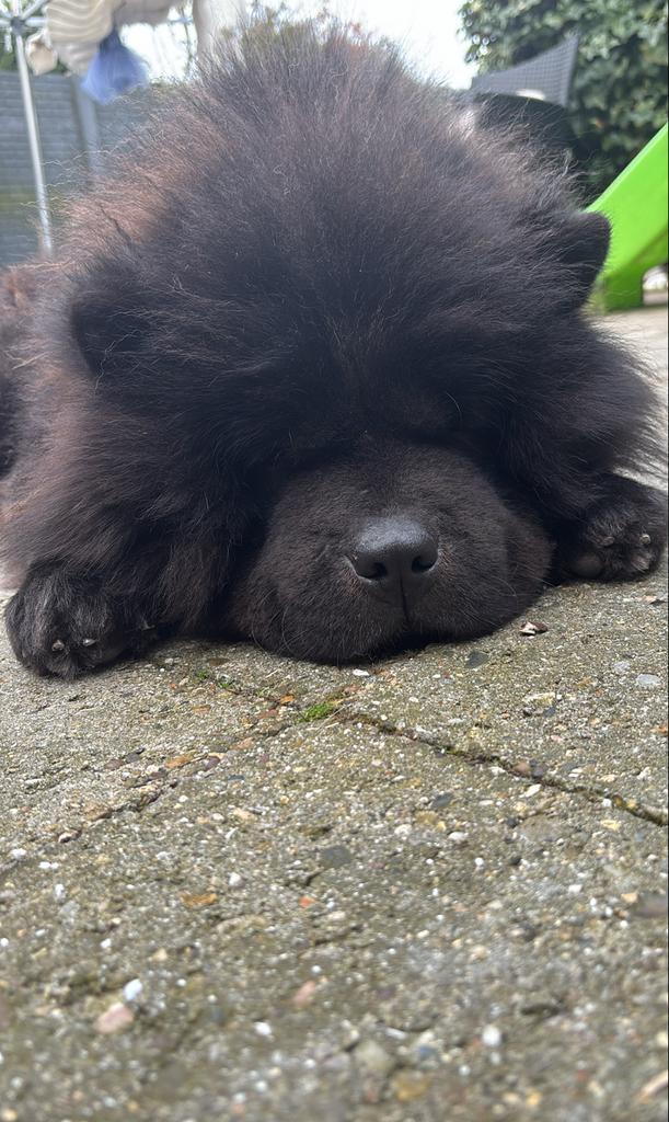 Chow chow reu, Eén hond, 3 tot 5 jaar, HCC (leverziekte), Nederland