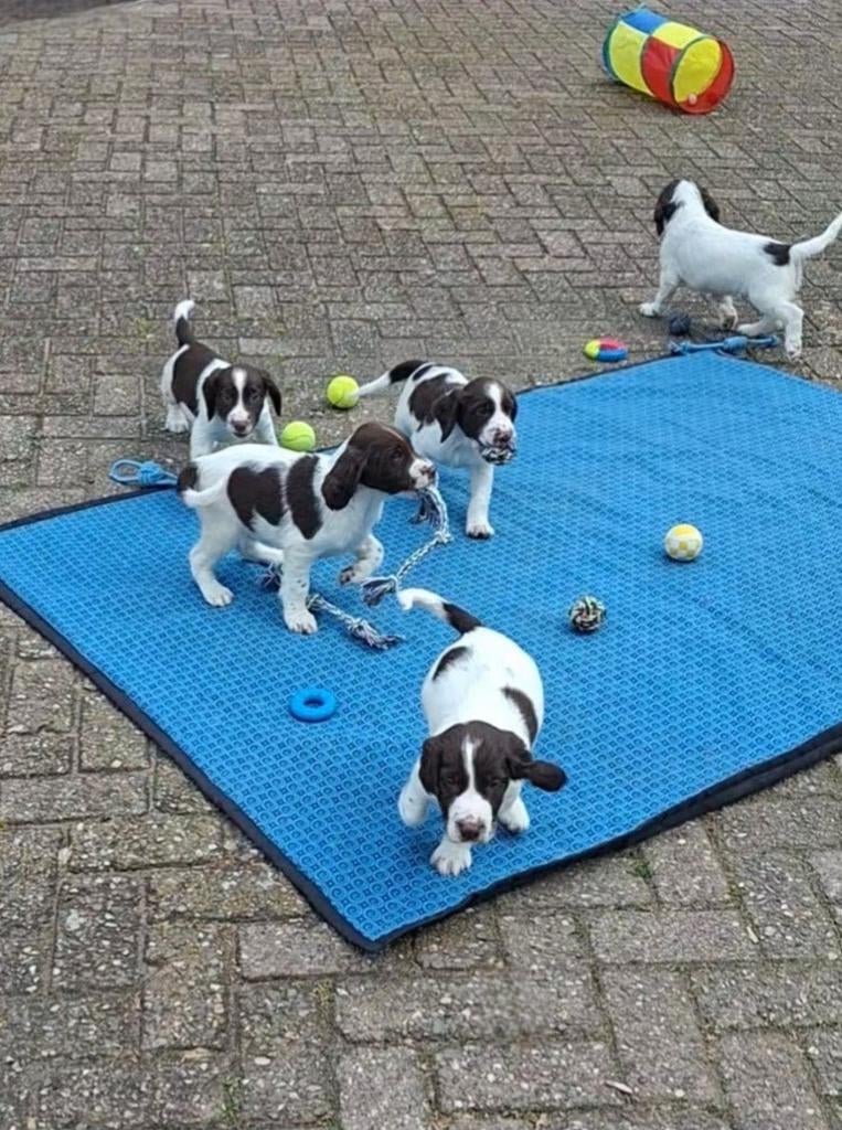 Engelse springer spaniel pups MOGEN HET NEST VERLATEN, Dieren en Toebehoren, Parvo, 8 tot 15 weken, Meerdere, Meerdere dieren