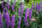 Liriope muscari 'Big Blue' / leliegras in P9 pot, Tuin en Terras, Planten | Tuinplanten, Ophalen of Verzenden, Vaste plant, Siergrassen