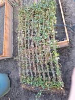 Hedera heg, Ophalen, Overige materialen, Minder dan 100 cm, Zo goed als nieuw