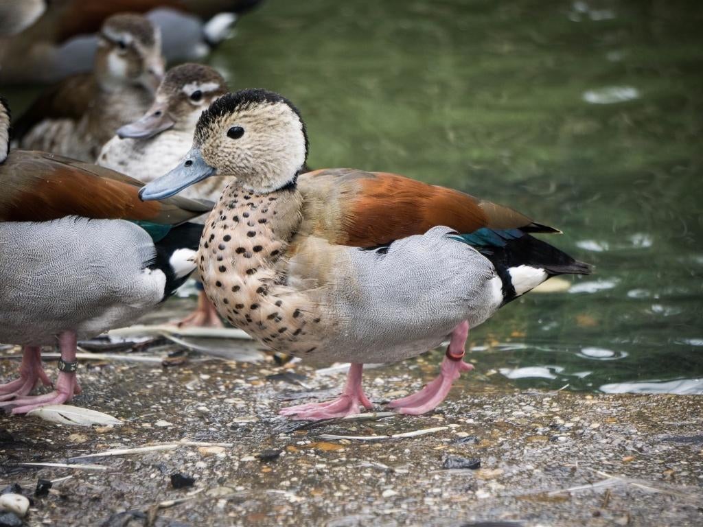 Roodschoudertaling | Siereenden | Broedkoppels, Meerdere dieren, Eend