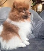 Nog 1 prachtige pomeranian/pomeriaan pup over! (reutje), Parvo, Keeshond, 8 tot 15 weken, Meerdere dieren