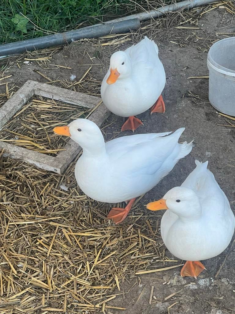 kwaker woederen, Dieren en Toebehoren, Meerdere dieren