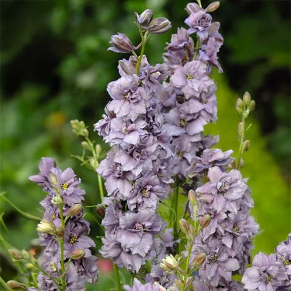 Ridderspoor Delphinium ‘Misty Lavender’ plant, Ophalen, Overige soorten, Volle zon