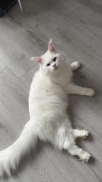 Maine coon kat, Dieren en Toebehoren, Kater, Gechipt
