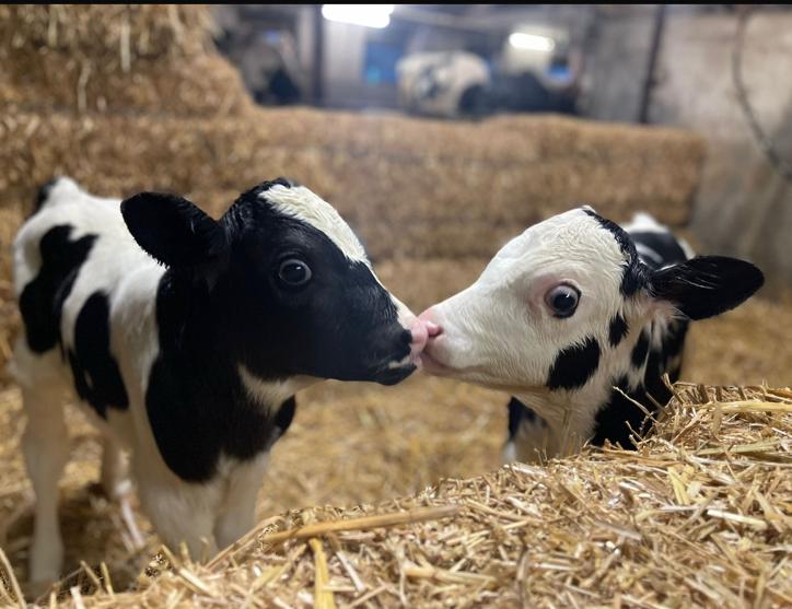 Word vrijwilliger op de knuffelboerderij!, Vacatures