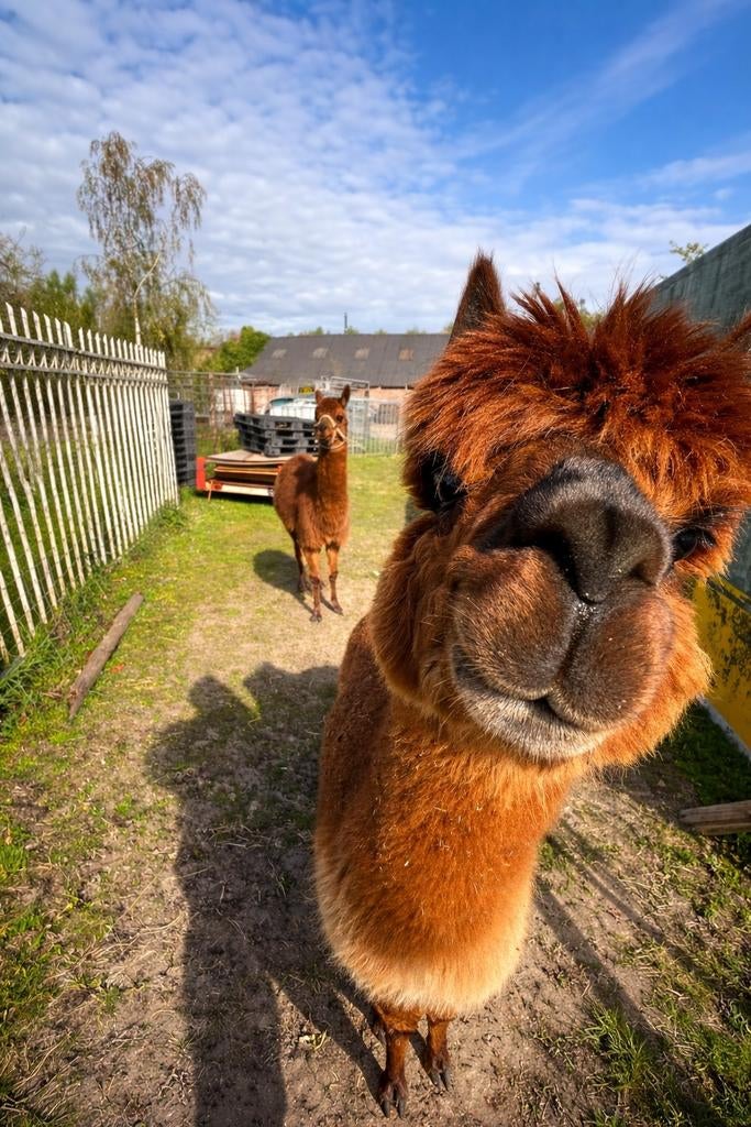 Alpaca merrie en hengst, Dieren en Toebehoren, Overige Dieren, Mei, Vrouwelijk