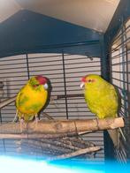 Kakariki koppel 3 jaar oud – samen te koop, Dieren en Toebehoren, Vogels | Parkieten en Papegaaien, Meerdere dieren, Parkiet, Geringd